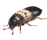 Larder beetles